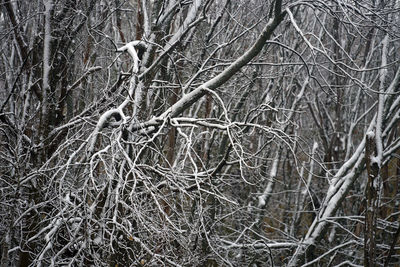 Close-up of bare tree in forest