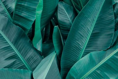 The leaves that the banana plant produces are known as banana leaves.