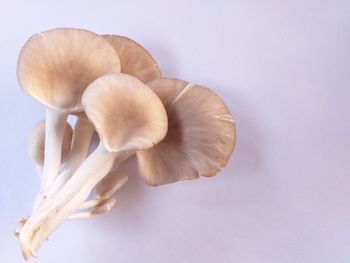 Close-up of mushrooms against white background