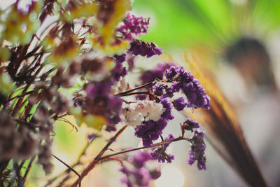 Close-up of bumblebee on purple flowering plant