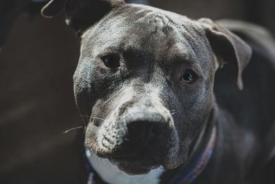 Close-up portrait of dog