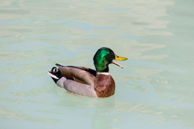 Duck swimming in lake