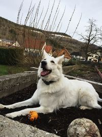 View of a dog looking away