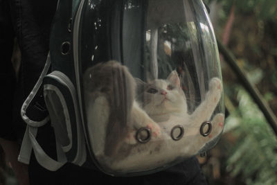 Close-up portrait of a cat