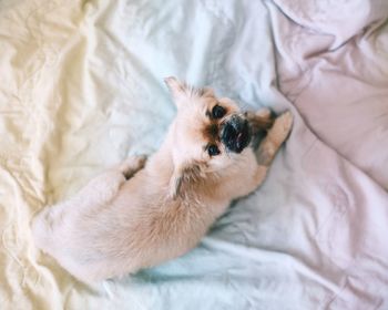 Cat resting on bed