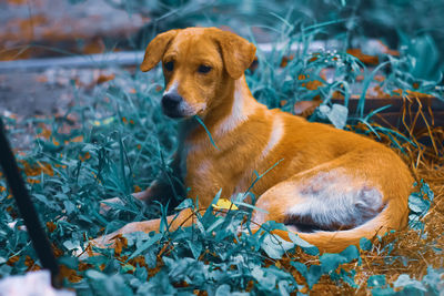 Dog sitting in field