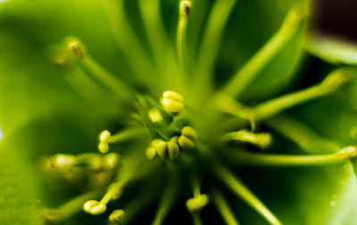 Close-up of plant