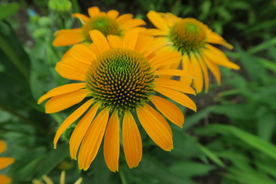 Close-up of yellow flower