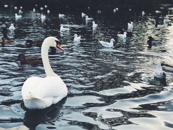 Swans swimming in lake during winter