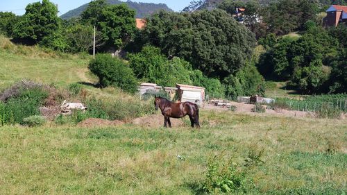 Horses in a field