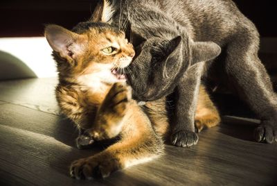 Close-up of cats sitting