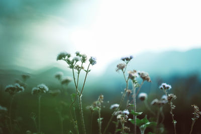 Close-up of wildflowers growing in field