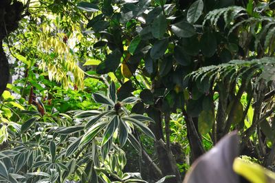 Low section of bare tree against plants