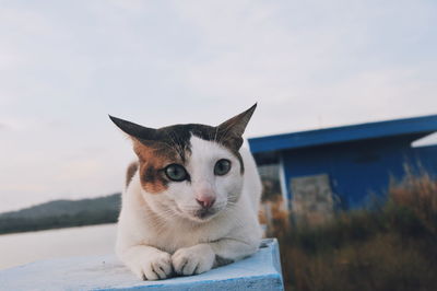 Portrait of cat against sky