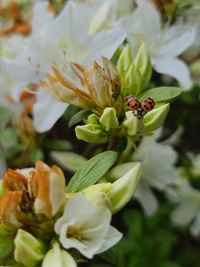 Ladybug on a white azalea 