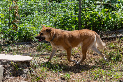 Side view of a dog in the forest