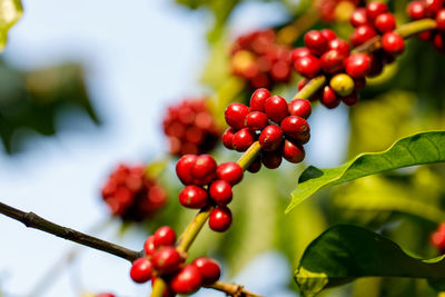 Close-up of red berries growing on tree