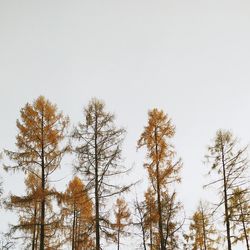 Low angle view of trees against clear sky