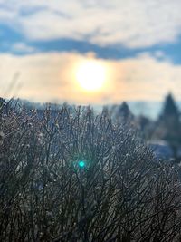 View of plants against sky during sunset