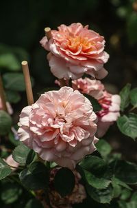 Close-up of pink rose