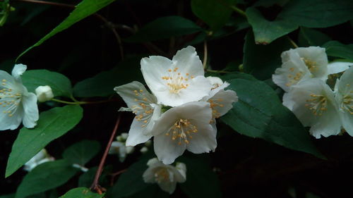 Close-up of white flowers blooming outdoors