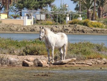Horse standing in a lake