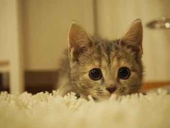 Close-up portrait of cat