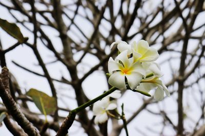 Close-up of cherry blossom tree