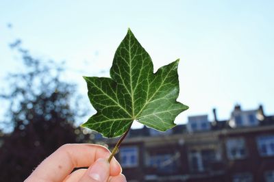 Cropped image of hand holding leaf