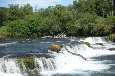 Scenic view of waterfall in forest