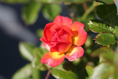 Close-up of rose plant