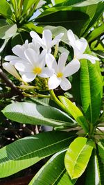 Close-up of white flowering plant leaves