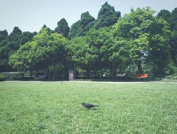 Scenic view of green landscape