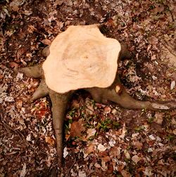 High angle view of dry leaves on field