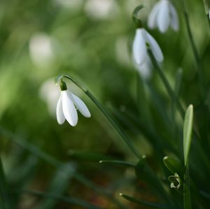 Close-up of white flowering plant