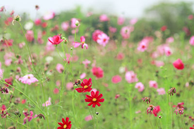 Close-up of pink flowering plants on field