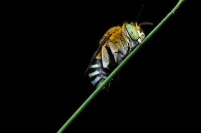 Close-up of insect perching on black background