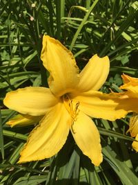 Close-up of day lily blooming outdoors