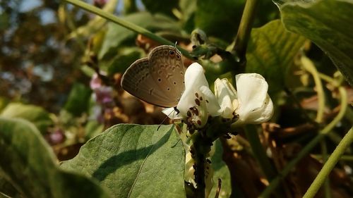 Close-up of insect on flower