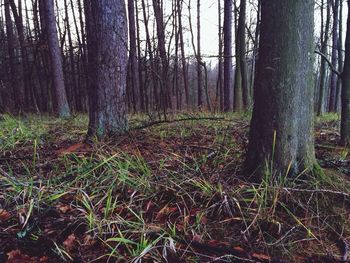 tree trunk