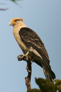 Low angle view of bird perching on railing