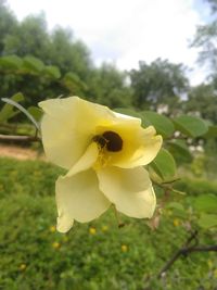 Close-up of yellow flowering plant