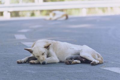 View of a dog sleeping on street