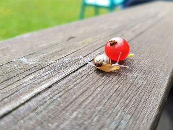 Close-up of ladybug on wood