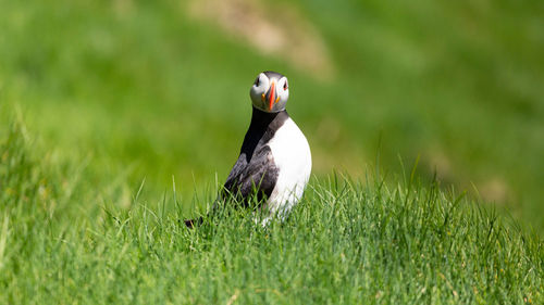 Close-up of bird on grass