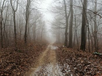 Dirt road amidst trees in forest during autumn