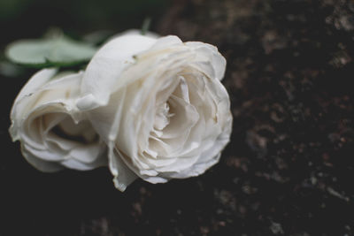 Close-up of white rose