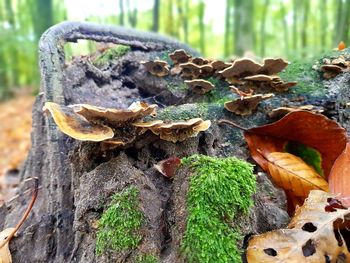 Close-up of mushrooms growing on tree trunk