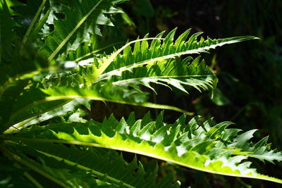 Close-up of fern leaves