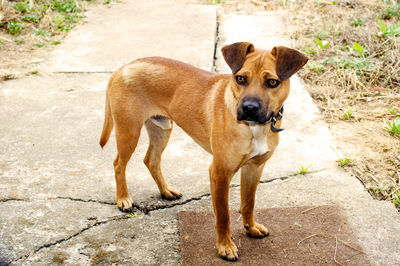 Portrait of dog standing on footpath